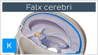 Falx cerebri Falx Cerebri  Human Anatomy  Kenhub [upl. by Nodab]