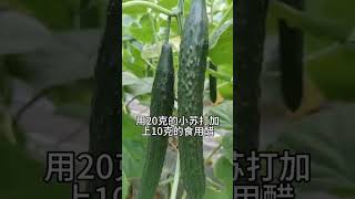 小苏打在黄瓜上的妙用 种植小技巧 农业种植技术 学种菜 [upl. by Bate]