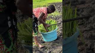 Plantio de ARROZ em MoçambiqueAfrica😁❤️ [upl. by Arutak756]