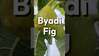 Byadi Fig [upl. by Eillen]