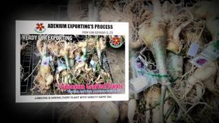 Adenium Nursery amp Exporting [upl. by Assetan]