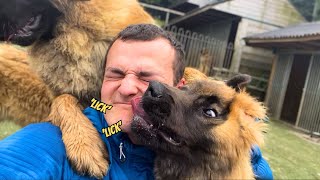 What Playing With GIANT LEONBERGER Puppies is like [upl. by Yauq539]