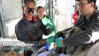 Amur Tiger has a visit from the dentist  Behind the scenes at Knowsley Safari [upl. by Firmin24]