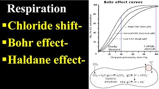 Bohr Effect  Chloride Shift  Haldane Effect [upl. by Honoria]