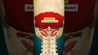 Cervicogenic Headache causes amp Treatment The Suboccipital Extensors [upl. by Anidam]