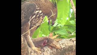 Crested hawk eagle 🦅 Tadoba forest shorts [upl. by Hattie185]