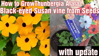 How to Grow Thunbergia Alata BlackEyed SusanClockvines Vine from Seeds With Update [upl. by Oleusnoc511]