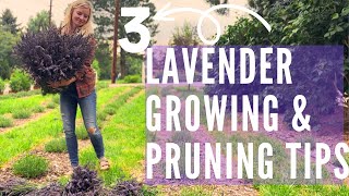 Lavender growing pruning and selection for TONS of flowers [upl. by Gingras180]