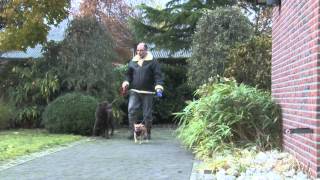 Harm Jan de Ruiter  Mien hond Officiële Videoclip [upl. by Godfree]