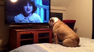 Bulldog watches a horror movie does something INCREDIBLE during scary scene [upl. by Yvor648]