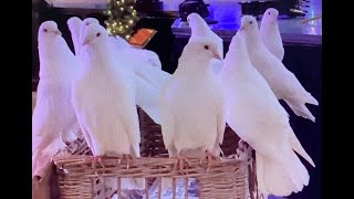 Thursford Spectacular White Doves go in basket 16 Nov 22 [upl. by Horten]