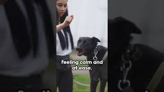 Decoding Dog Tails A Tail of Emotions [upl. by Tybald]