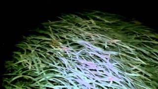 Shrimping Crabbing Night at Fort Desoto Park Saint Petersburg FL 6142011 [upl. by Hcurob865]