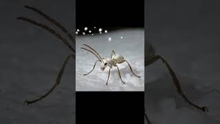 White ants in the cold snow ai [upl. by Eaj]