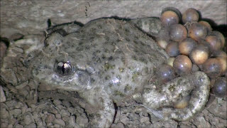 Sapo partero bético Alytes dickhilleni Betic Midwife Toad [upl. by Noterb]