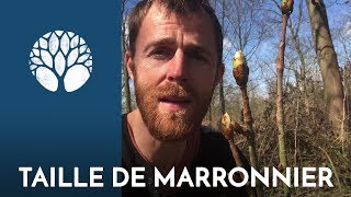 Un marronier vient dêtre taillé cest le moment de récolter [upl. by Incrocci29]