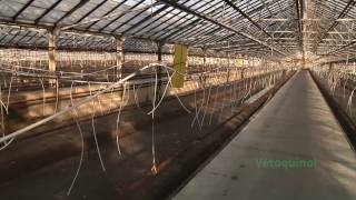 Vetoquinol Greenhouse Biosecurity Program for Vegetables [upl. by Aziul723]