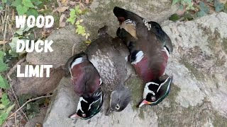 Limit Of WOOD DUCKS Shot In Less Than 5 MINUTES [upl. by Lavella]