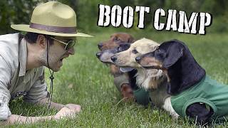 Wiener Dogs at BOOT CAMP  Will they make it or break it [upl. by Eirolam]