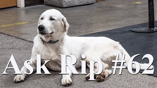 Dogs  Ask Rip 62 [upl. by Gazo]