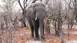 African elephant Loxodonta africana enormous bull encounter Okavango Delta Botswana [upl. by Hagep]