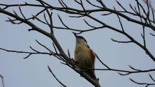 Nuthatch call [upl. by Ernesta]