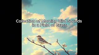 quotCollection of Morning Bird Sounds in a Field of Grass Effects for Use in Videosquot [upl. by Argela586]