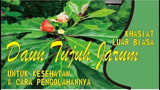 SEGUDANG MANFAAT DAUN TUJUH JARUM UNTUK KESEHATAN DAN CARA PENGOLAHANNYA [upl. by Nirag]