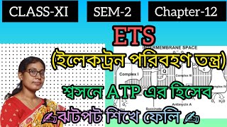 CLASS 11💥 SEM2📚 Chapter12✍️ ETS amp ATP count in Respiration in bangla 💯 [upl. by Cuda]