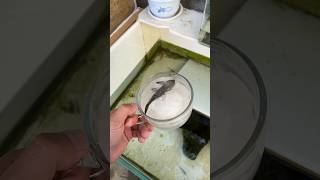 Girl Revives Dead Fish shortsvideo [upl. by Aekim]