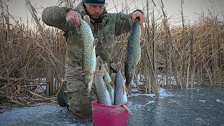 В ЭТОМ БОЛОТЕ МНОГО ЩУКИ Атака щуки на живца ПОДЛЁДНОЕ ВИДЕО Зимняя рыбалка на жерлицы [upl. by Wahlstrom598]