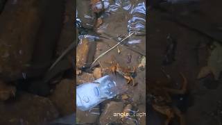 DIY Fish Trap  How to Catch Fish Without a Fishing Rod [upl. by Siravat]