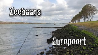 Vissen op zeebaars in de Europoort [upl. by Ellierim]