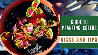 How to plant Coleus in Pots 🌿  Easy Care Tips and Tricks to plant easily [upl. by Latia]