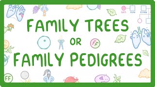 GCSE Biology  Family Trees  Family Pedigrees 74 [upl. by Onafets]