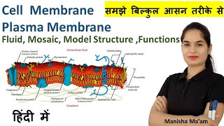 Cell Membrane Anatomy amp Physiology in hindi  Fluid Mosaic Model  Plasma Membrane  anatomy [upl. by Lezned]