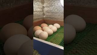 Setter to hatcher hatchlings na naman guys hopefully 21 eggs to may 6 na RIR eggstochicks [upl. by Samy200]