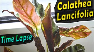 Calathea Lancifolia Prayer plant  Leaves Time Lapse [upl. by Ettevy393]