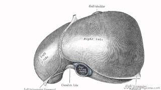 Peritoneal Cavity  Part 2  Ligaments of the Liver  Anatomy Tutorial [upl. by Fennessy]