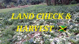 Whats Good on the Farm Land Check and Harvesting in StAnn Jamaica 🇯🇲 fruitsfidiyutes diy fyp [upl. by Oberg]