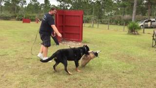 ARC Beaucerons  Hawk working in protection [upl. by Aneleh]