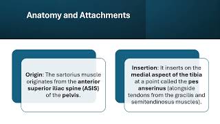 🎥 The Sartorius Muscle Overview 📚 [upl. by Ahseki744]