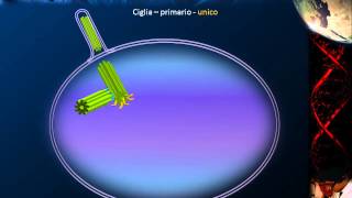 Citologia  Lezione 14 Specializzazioni cellulari [upl. by Nauqyt]