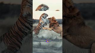 ¡Leon vs Tigre de bengala leon vs tigredebengala animalessalvaje [upl. by Areyk]