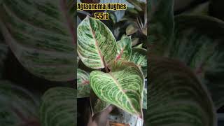 Aglaonema Hughes 155rb wa 085747855227 aglo aglaonema aglonema aglaonemamurah [upl. by Eicirtap]