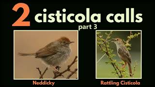 2 CISTICOLA CALLS  part 3 Neddicky and Rattling Cisticola calls [upl. by Kawai]