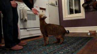 Clive F1 chausie cat doing tricks [upl. by Raney]