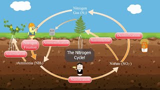 The Nitrogen Cycle [upl. by Nosreve]