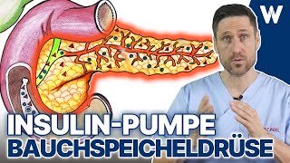 Deine Bauchspeicheldrüse Die Drüse für Stoffwechsel Verdauung und die Hormone Insulin amp Glukagon [upl. by Hnah]