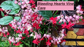 Bleeding hearts plant care Clerodendrum HOMESCAPES [upl. by Niawat28]